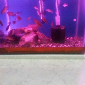 akvarium icinde 10 15 edet balig su nasosu qizdirici isiq daslar qurun