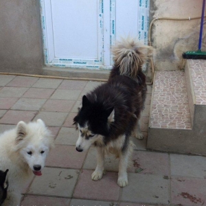 Salam temiz paroda 5 ayliğ erkek samoyed. Aşağı yeri var. Anlayişi