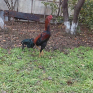 9 aylıq beçedi, super dixanyası var.Pul lazımd