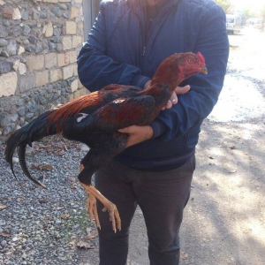 9 aylıq beçedi, super dixanyası var.Pul lazımdı deye satıram. Real qiy