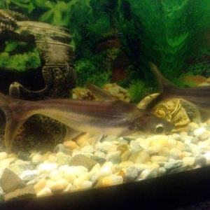 Salam Akula Balixlari Satilir 16 sm di olculeri Ve Barter Edilir