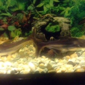 Salam Akula Balixlari Satilir 16 sm di olculeri Ve Barter Edilir