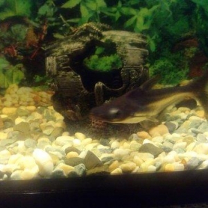 Salam Akula Balixlari Satilir 16 sm di olculeri Ve Barter Edilir