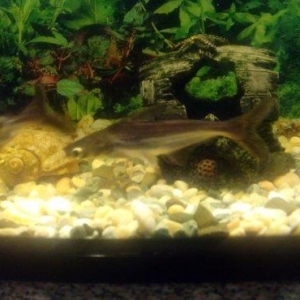 Salam Akula Balixlari Satilir 16 sm di olculeri Ve Barter Edilir