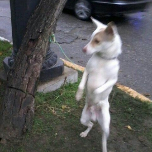 It. Zvanok. 1yasi var. Saglamdi. Yaxsi hurur. Celddi. Qaracuxurda qali