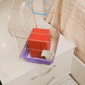 quş qefesi. ela veziyyetdedir.yuvasi yem qabi. su qabi. qum qabi. yell