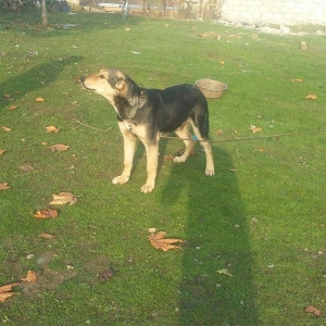 bogus iti balasinsatilir razilasma yolu gujdu bogus iti qizilin balasi