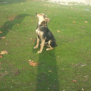 bogus iti balasinsatilir razilasma yolu gujdu bogus iti qizilin balasi