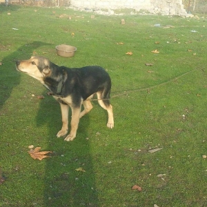 bogus iti balasinsatilir razilasma yolu gujdu bogus iti qizilin balasi