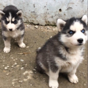 Salam temiz xaski balaları satlır 1 ay 11 günl�