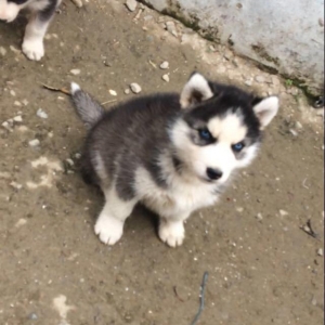 Salam temiz xaski balaları satlır 1 ay 11 günlükdüler qurd dermanları