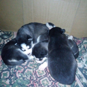 Haiski itler satlram 18gunlukdu anaslnln seklide varr disdi bes dene b