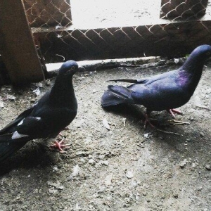 17tuk ağ qened maya 14tuk qara erkey göz qabagin