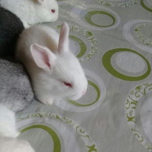 kiçik dovşan balaları satılır. Sağlam və təmizdilər. Dovşan balaları ç