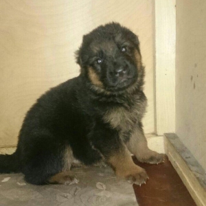cistokrovnie wenki nemeckix ovcarok.malciki,devocki est.temiz nemec ov
