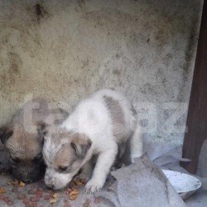 salam tecili satilir 2 dene erkey galib alan uduzmaz pul lazimdi deye