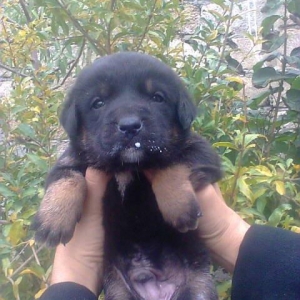 Erkekdi oktyabırın 23 anadan olub. Anası şəkildə olan alman