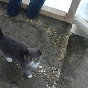 Evi pişiklər Temiz ve yaxsi pişiklerdi.Ancaq ev