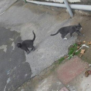 Evi pişiklər Temiz ve yaxsi pişiklerdi.Ancaq evde saxlayın ve yaxsi ba