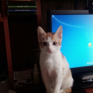 3 aylığ erkək ev pişiyidir,  çox mehriban və