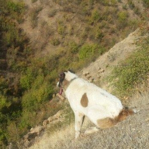 qurd basar satlir ozum 260 manata almisdim 3 ayiqinda 18 ayliqdi indi