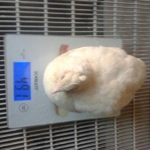 Temiz texas sortu bildircinlerin mayali yumurtasin