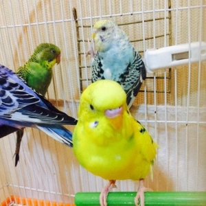 Papuqay satilir 2.ay yarimligdi cexden donmedi. Qiymet sondur awagi ye