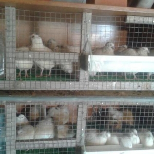 Texas sortu (ag etlik ) bildircinlerin mayali yumu