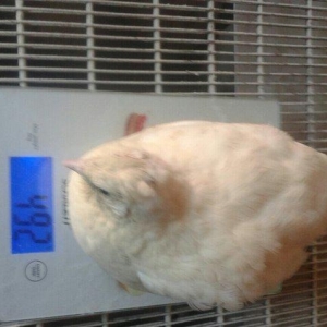 Texas sortu olan bildircinlerin mayali yumurtasin 