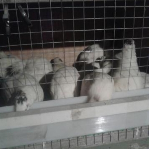 Texas sortu olan bildircinlerin mayali yumurtasin satiram 400,500 qram