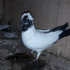 Qizgin tam saglam manax mayadi.cavan quwdu. Bawi xalli oldugu ucun