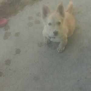 Piknec sortlarindan biridi 7ayligdi erkeydi iyneleri dermanlari hamsi