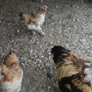 Brama orpinqton avstrolop favarel plemutrok sibrayt yokahama sumatra p