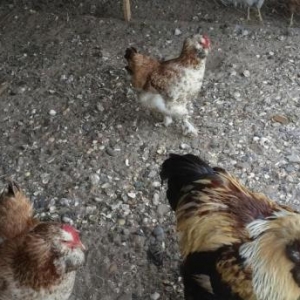 Brama orpinqton avstrolop favarel plemutrok sibrayt yokahama sumatra p