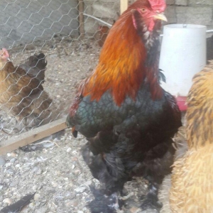 Layt dark buff qold ag bramaorpinqton ve koxin xoruzlari satilir