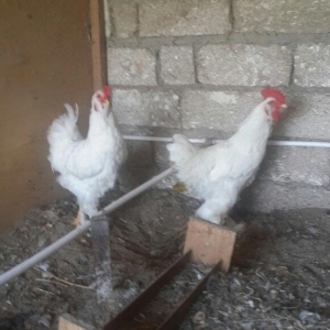 Layt dark buff qold ag bramaorpinqton ve koxin xoruzlari satilir