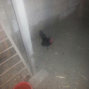 şəkilde gördüyünüz yaponka xoruz satilir. Ta