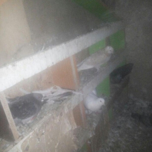 14 ədəd tərkizmə göyerçin satilir. Tam saqlamdilar. Optovoy 48 Manat.