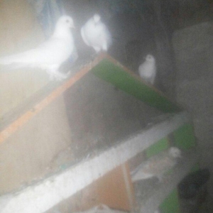 14 ədəd tərkizmə göyerçin satilir. Tam saqlamdilar. Optovoy 48 Manat.