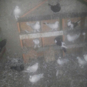 14 ədəd tərkizmə göyerçin satilir. Tam saqlamdilar. Optovoy 48 Manat.