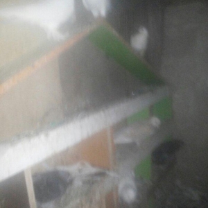 14 ədəd tərkizmə göyerçin satilir. Tam saqlamdilar. Optovoy 48 Manat.