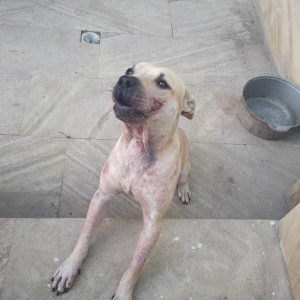 Dişidir,  10 ayliqdir,  deri xesteliyi var onuda özüm sagaldacam,