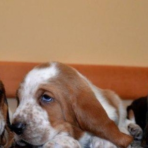 Продаются щенки Бассет Хаунда!От Чемпиона Украины и