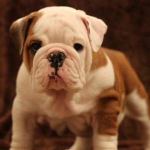 Предлагаем к продаже щенков английского бульдога, шоу-класс, шикарных