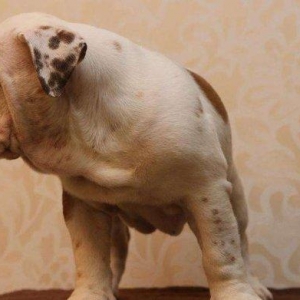 Предлагаем к продаже щенков английского бульдога, шоу-класс, шикарных