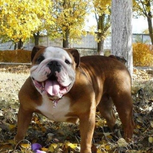 Предлагаем к продаже щенков английского бульдога, шоу-класс, шикарных