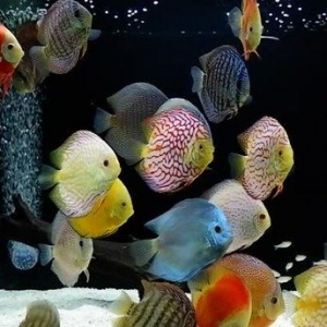 salam Diskus baliqlari tam saglam ve iri olcudedil