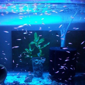 Cehrayi danio baligi.Olcusu 1.5-2 sm.
Qiymet 0.50 