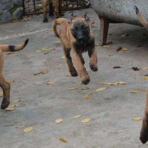 Предлагаем щенков малинуа.Рождения 30.08.17.Обработаны от