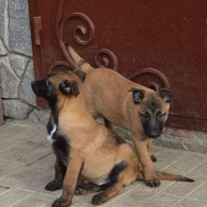 Предлагаем щенков малинуа.Рождения 30.08.17.Обработаны от